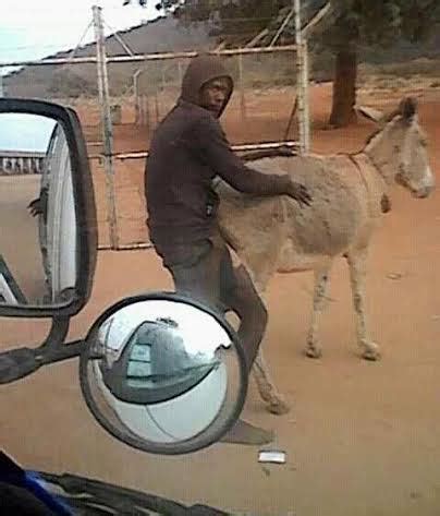 Man Is Fucking Donkey Sex Porno .